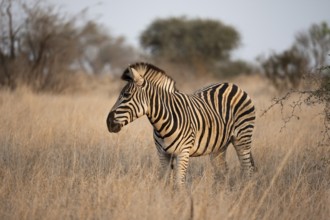 Plains zebra (Equus quagga), in dry grass, in the evening light, Kruger National Park, South