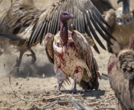 White-backed vulture (Gyps africanus) with bloody head, carcass of a dead plains zebra (Equus