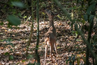 White-tailed deer (Odocoileus virginianus), female in the rainforest, Manuel Antonio National Park,