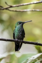 Green-crowned brilliant (Heliodoxa jacula) sitting on a branch, Monteverde Cloud Forest, Monte