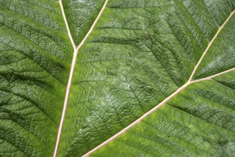 Mammoth leaf (poorman's umbrella), leaf structure, detail of a leaf, Poás National Park, central