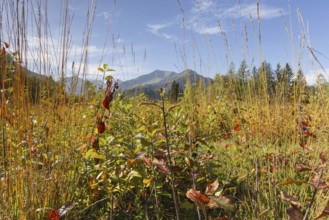 Moor in autumn, moor pond near Oberstdorf, behind it the Fellhorn, 2037m, Oberallgäu, Allgäu,