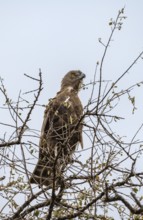 Brown snake eagle (Circaetus cinereus), perched in a tree against a white sky, Kruger National