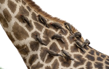 Southern giraffe (Giraffa giraffa giraffa) with a group of yellow-billed oxpecker (Buphagus