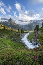 Mountain landscape with alpine roses, mountain stream Zemmbach and mountain hut Berliner Hütte,