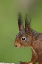 Eurasian red squirrel (Sciurus vulgaris) adult animal, animal portrait, head portrait, mammal,