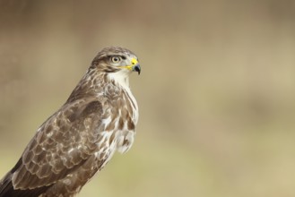 Steppe buzzard (buteo buteo), light-coloured variant, light morph, side view, animal portrait,