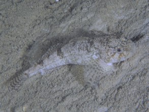 A well-camouflaged european bullhead (Cottus Gobio), bullhead, dolm, lies on the sandy bottom. Dive