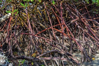 Mangrove roots sprouting in the sand of Sargi beach on the south coast of the state of Bahia,