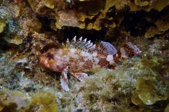 A madeira rockfish (Scorpaena maderensis), hidden among algae and rocks in the underwater world.