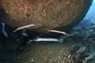 Several specimens of Atlantic cornetfish (Aulostomus strigosus) swim under a wreck on a pebbly