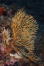 Yellow gorgonian (Eunicella cavolinii), dive site peninsula Giens near Hyères, Mediterranean Sea,