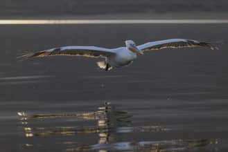 Dalmatian pelican (Pelecanus crispus), flying against the light, in splendid plumage, Lake Kerkini,