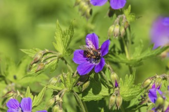 Blomming Wood cranesbill (Geranium sylvaticum) with a pollinating bumblebee