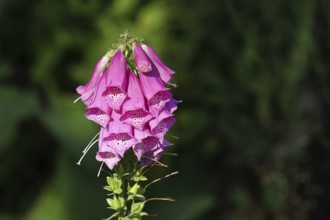 Common foxglove (Digitalis purpurea), flowers, from the plantain family, highly toxic, deadly