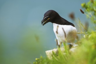 Razorbill, Alca Torda, birds on cliffs, Bempton Cliffs, North Yorkshire, England, United Kingdom,