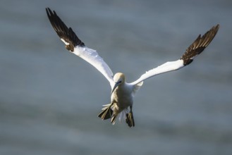 Northern Gannet, Morus bassanus, bird in flight over sea, Bempton Cliffs, North Yorkshire, England,