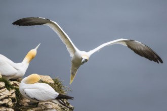 Northern Gannet, Morus bassanus, bird in flight over sea, Bempton Cliffs, North Yorkshire, England,