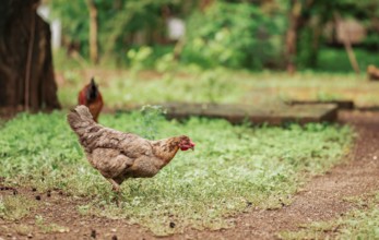 Close up of beautiful farm hen eating in the grass. Portrait of a farmer hen eating in the yard