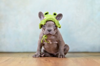 Funny young Lilac Brindle French Bulldog dog puppy with knitted frog hat sitting in front of blue