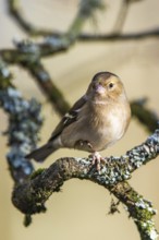 Female of Chaffinch, Fringilla coelebs, bird in forest at winter sun