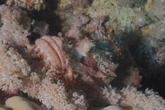 Fringed scorpionfish (Scorpaenopsis oxycephala), dive site Sataya Reef, Red Sea, Egypt, Africa