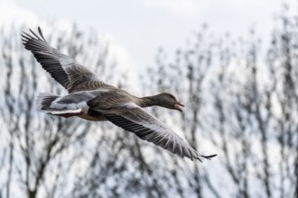 Greylag goose (Anser anser) in flight, wildlife, Germany, Europe