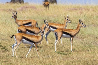 Group of Thomson's gazelle (Eudorcas thomsonii) on the savanna in Africa, Maasai Mara National