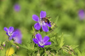 Flowering wild Wood cranesbill (Geranium sylvaticum) with a pollinating bee a sunny summer day