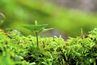 Seedling of copper beech (Fagus silvatica), natural forest regeneration, Lower Rhine, North