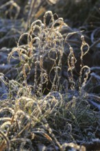 Morning in winter in Dresden, Hoarfrost, Saxony, Germany, Europe