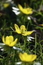 Winter aconites (Eranthis hyemalis), January, Saxony, Germany, Europe