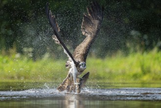 Western osprey (Pandion haliaetus) hunting, Aviemore, Scotland, Great Britain