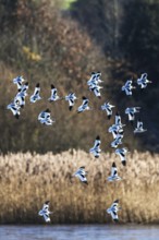 Pied Avocet, Recurvirostra avosetta, birds in flight over marshes at sunrise