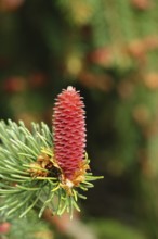 European spruce (Picea abies), inflorescence, female flower, becomes a spruce cone, Wilden, North