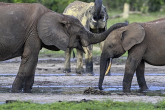 African forest elephants (Loxodonta cyclotis) in the Dzanga Bai forest clearing, Dzanga-Ndoki