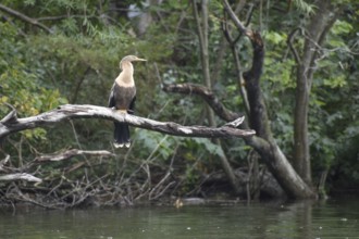 American Darter (Anhinga anhinga) in its natural habitat in the wild, Buenos Aires, Argentina,