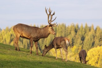 A red deer stag (Cervus elaphus) runs across a meadow in the beautiful morning light, down a hill