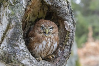 One East Brazilian pygmy owl (Glaucidium minutissimum), also known as least pygmy-owl or Sick's