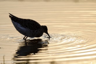 Ruff (Philomachus pugnax), bathing, backlit, Ochsenmoor, Dümmer, Lemförde, Lower Saxony, Germany,