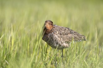 Black-tailed godwit (Limosa limosa), resting, sleeping, Ochsenmoor, Dümmer, Lemförde, Lower Saxony,