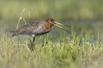 Black-tailed godwit (Limosa limosa), calling, Ochsenmoor, Dümmer, Lemförde, Lower Saxony, Germany,