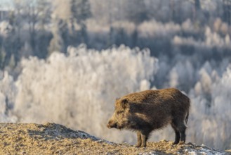 On a sunny day, a wild boar (Sus scrofa) searches for food in a frozen field. A forest covered in