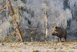 On a sunny day, a wild boar (Sus scrofa) searches for food in a frozen field. A forest covered in