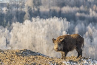 On a sunny day, a wild boar (Sus scrofa) searches for food in a frozen field. A forest covered in