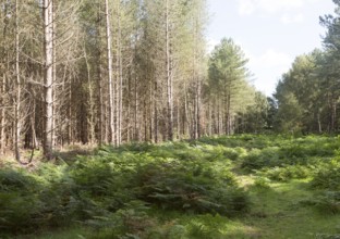 Coniferous pine trees in forestry plantation, Rendlesham Forest, Suffolk, England, UK