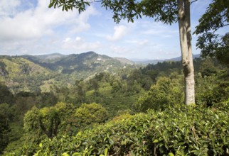 Lush green landscape looking over a tea plantation at Ella, Badulla District, Uva Province, Sri