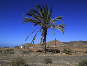 Date palm tree against deep blue sky in semi-desert near Pajara, Fuerteventura, Canary Islands,