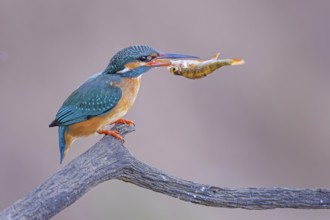 Common kingfisher (Alcedo atthis) Indicator of clean watercourses, mating feeding, female with