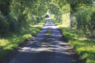 Narrow treelined country road at Hoo, Suffolk, England, UK grass growing in the middle wide depth